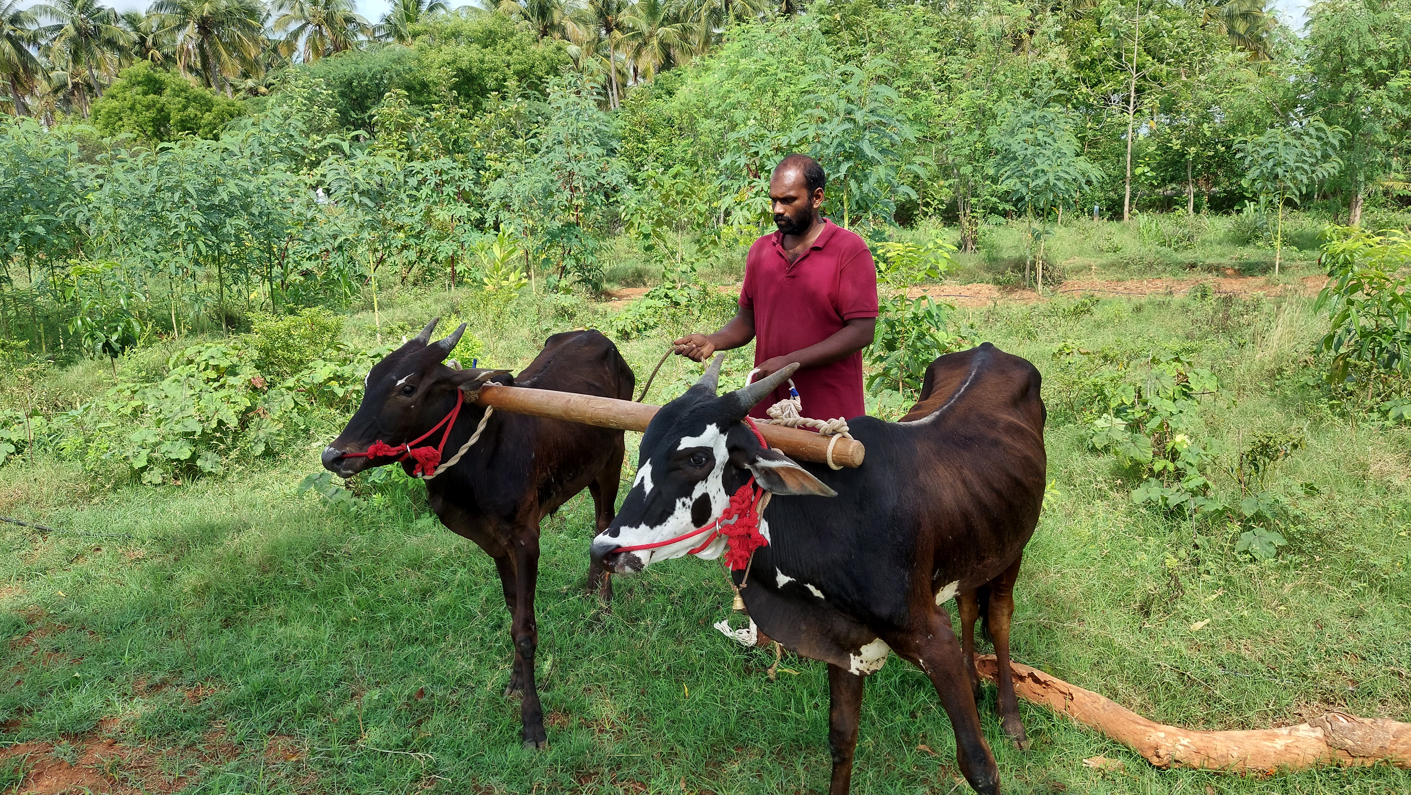Organic farming training session